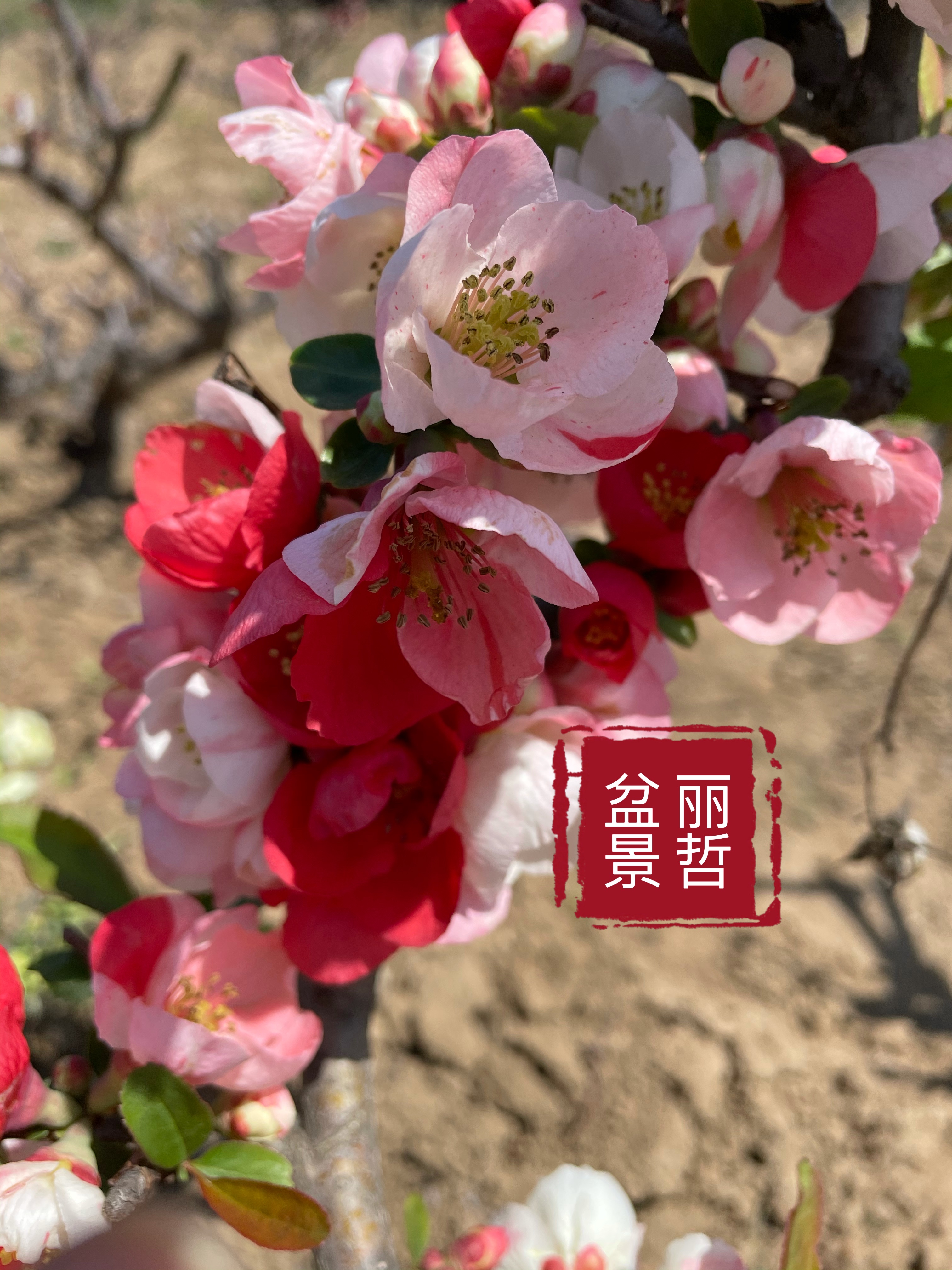 《丽哲盆景》海棠花盆景四季好养新手好养直播间一物一拍