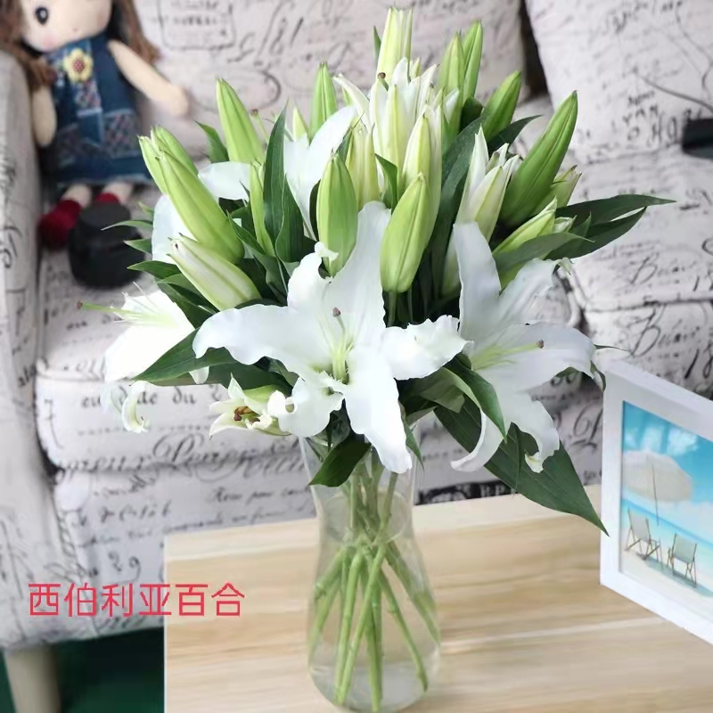 《右芊：白色西伯利亚香水百合鲜花》鲜花基地直发水养真花束家居插