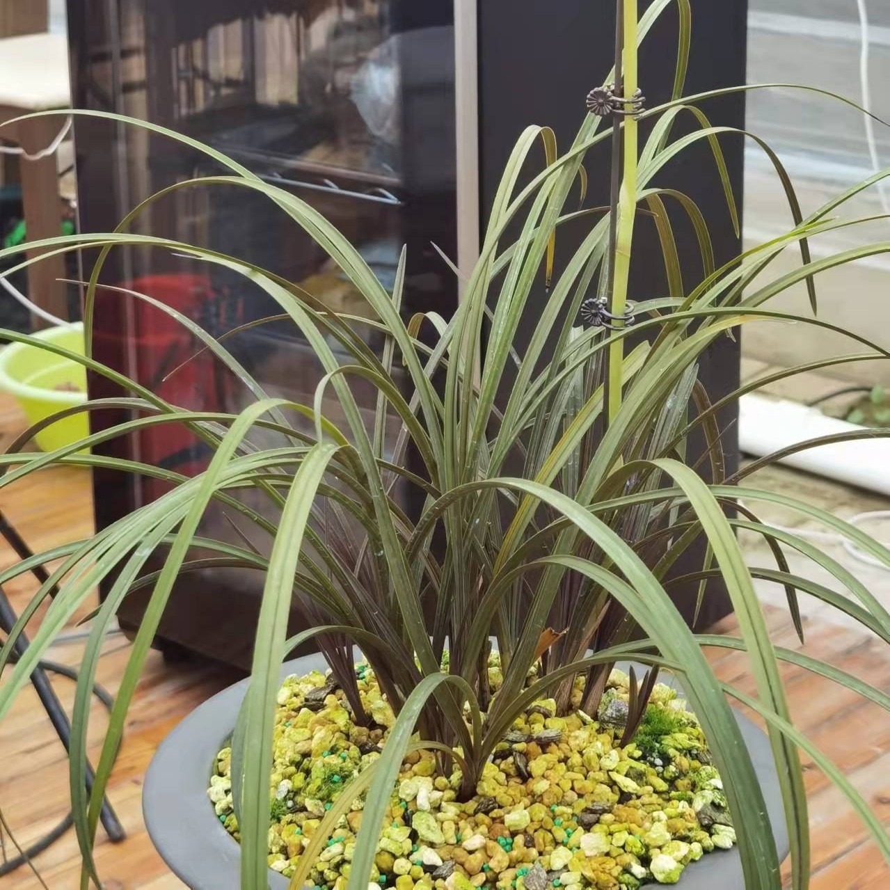 蕙兰-红香妃新品红草白花