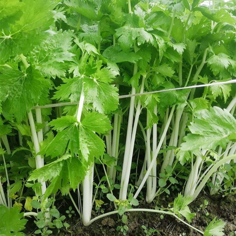 【白玉香芹种子】芹菜种子四季小香芹种子脆嫩高产蔬菜种子简单