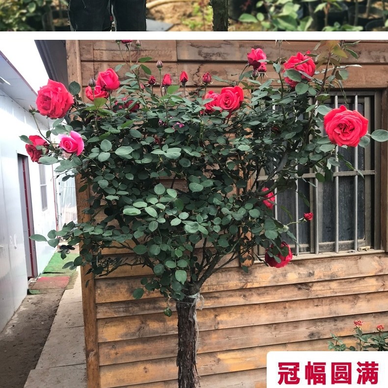 嫁接树桩月季庭院花卉阳台盆栽树状嫁接玫瑰花苗大花浓香四季开花