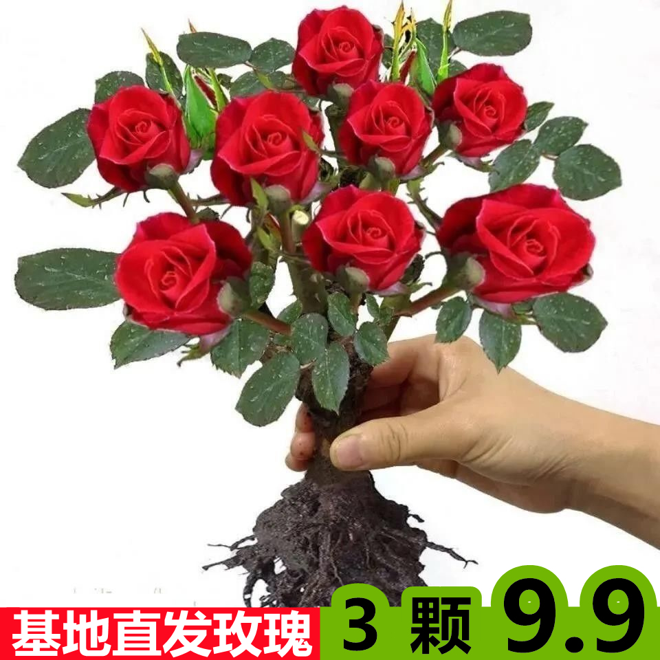 云南昆明玫瑰花月季苗当年开花大花浓香阳台盆栽混色颜色随机发货