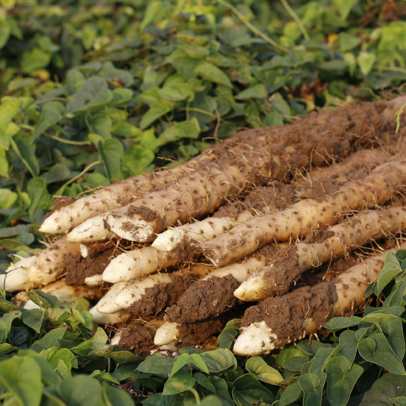 温县铁棍山药5斤正宗怀山药河南焦作温县垆土铁棍山药新鲜淮山药