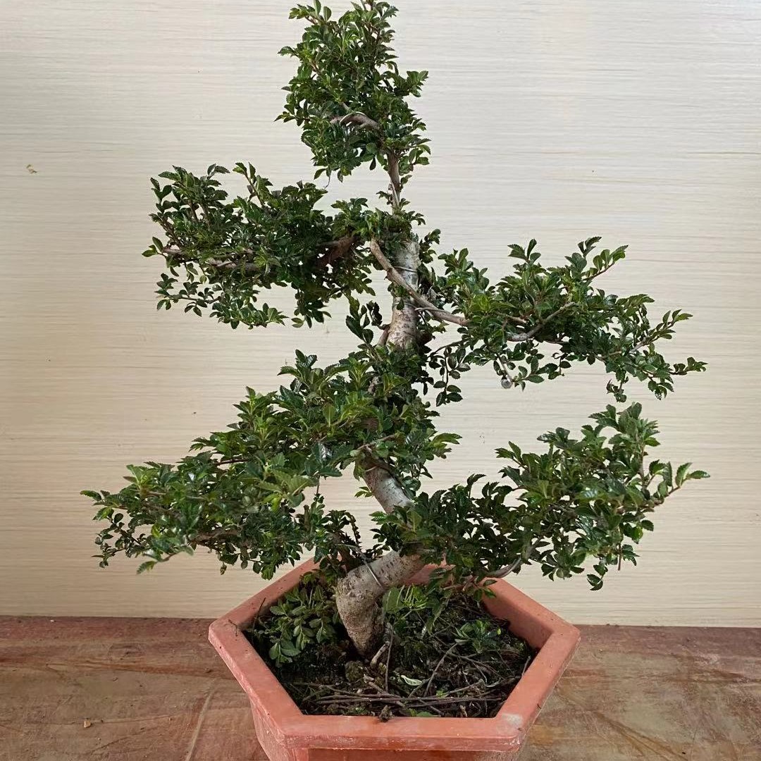 小叶榆树盆景好养花卉植物盆栽室内外绿植四季常青客厅造型老桩