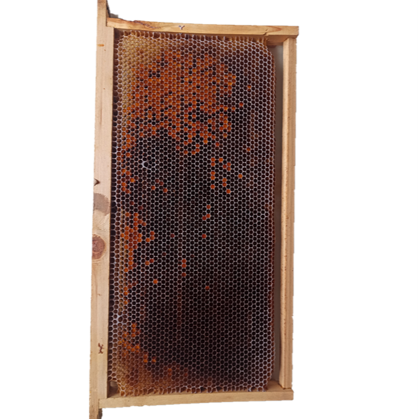 意蜂巢脾 造好蜂脾 诱蜂脾 【买十送一】