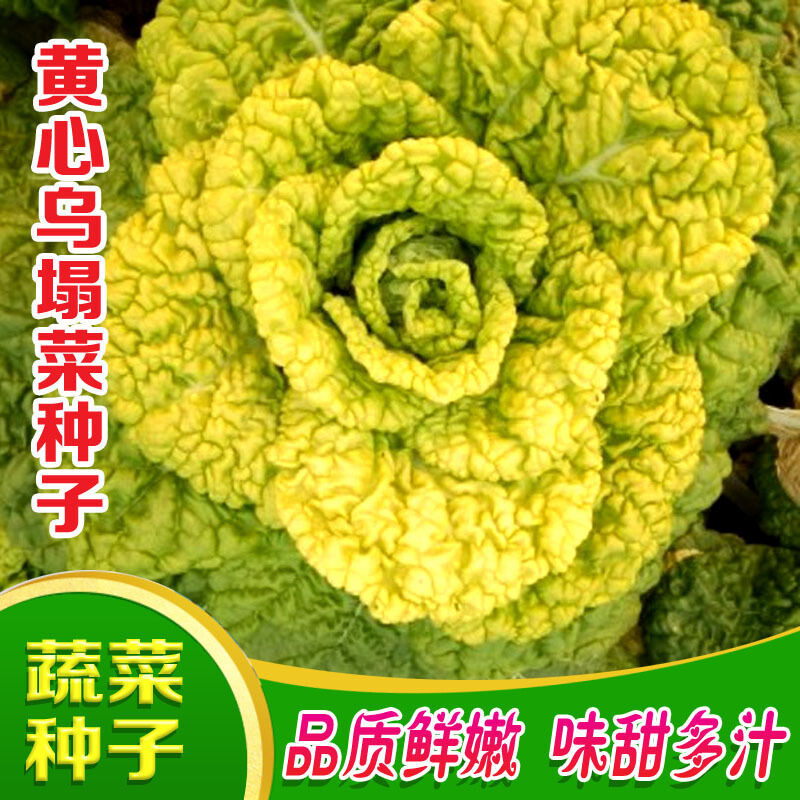 黄心乌塌菜种子耐寒秋冬四季塌地乌心菊花菜皱叶小白菜籽东北方