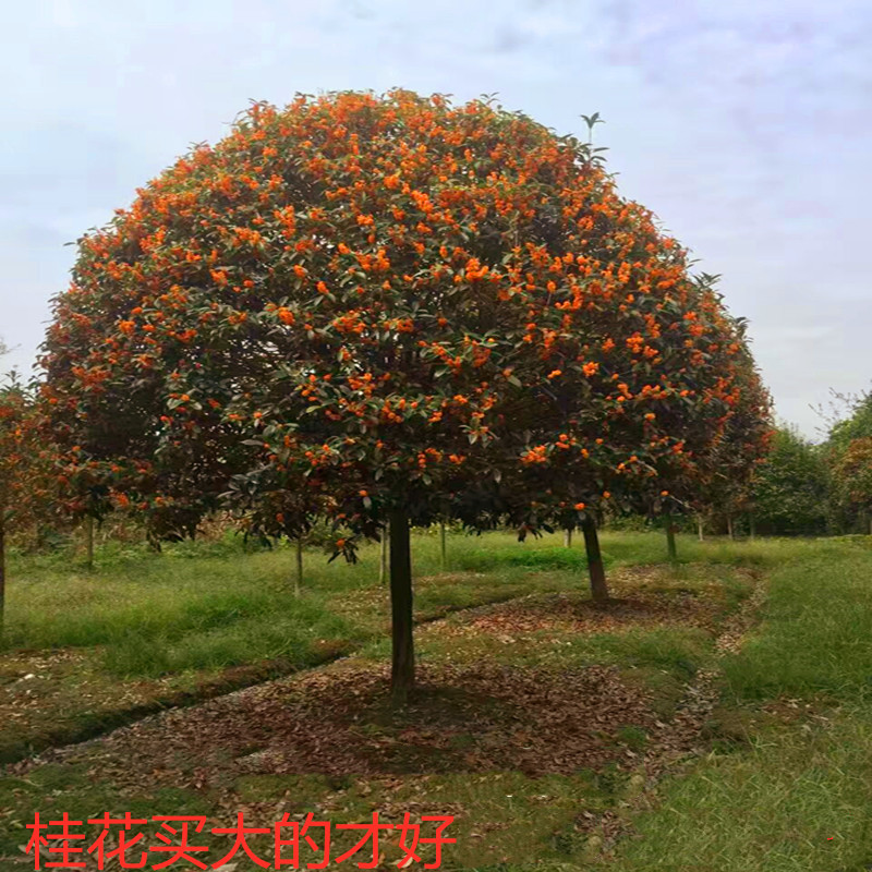 桂花树大树 四季八月桂血桂金桂丹桂苗盆栽花卉庭院绿植 桂花树苗