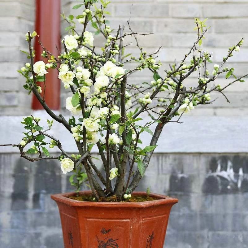 庭院盆栽海棠花绿海棠植物绿宝石花卉银长寿耐暑耐寒南北方种植苗