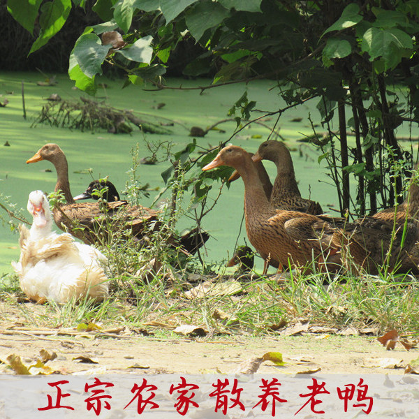 苏北农家少量散养土鸭 2年以上老麻鸭  顺丰发货