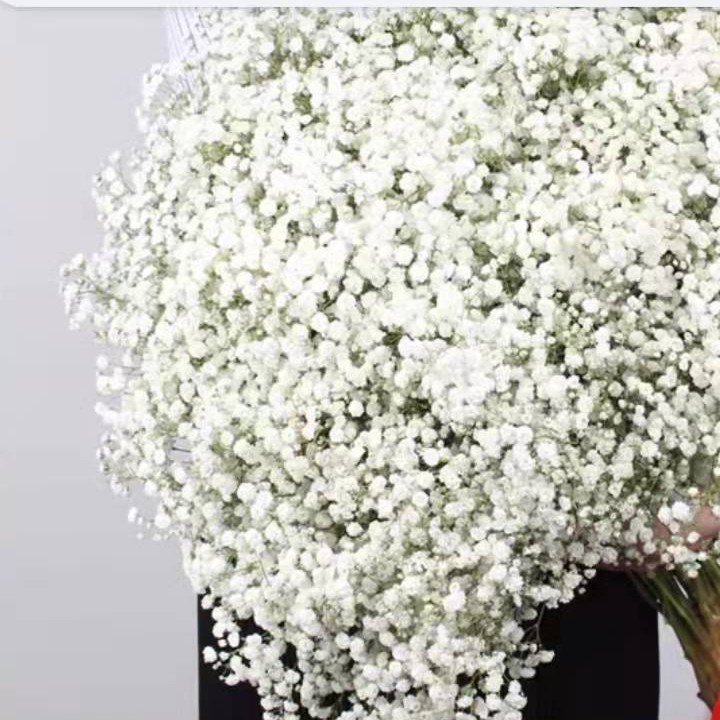 鲜花满天星收到先醒花 20%不售后0度以下必须拍保温棉冻坏不售后 