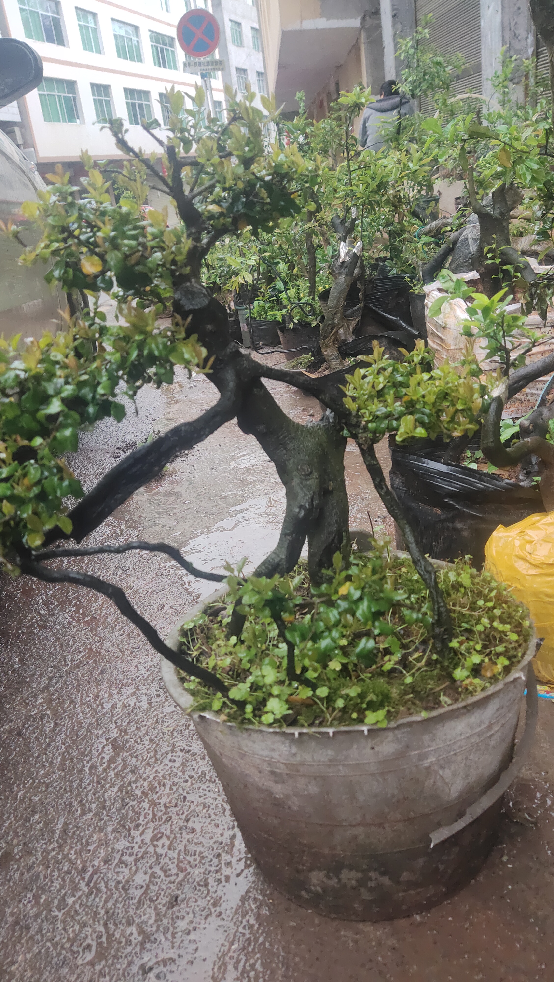 小胡子金单子盆景树桩挂果母桩 练手熟桩母 熟桩四川金弹子随机