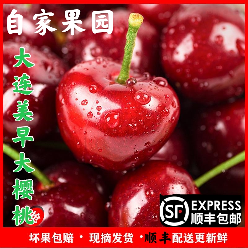 （中果）大连美早大樱桃(8-10g)/JJ2.3.5斤装顺丰空运 内附果径卡