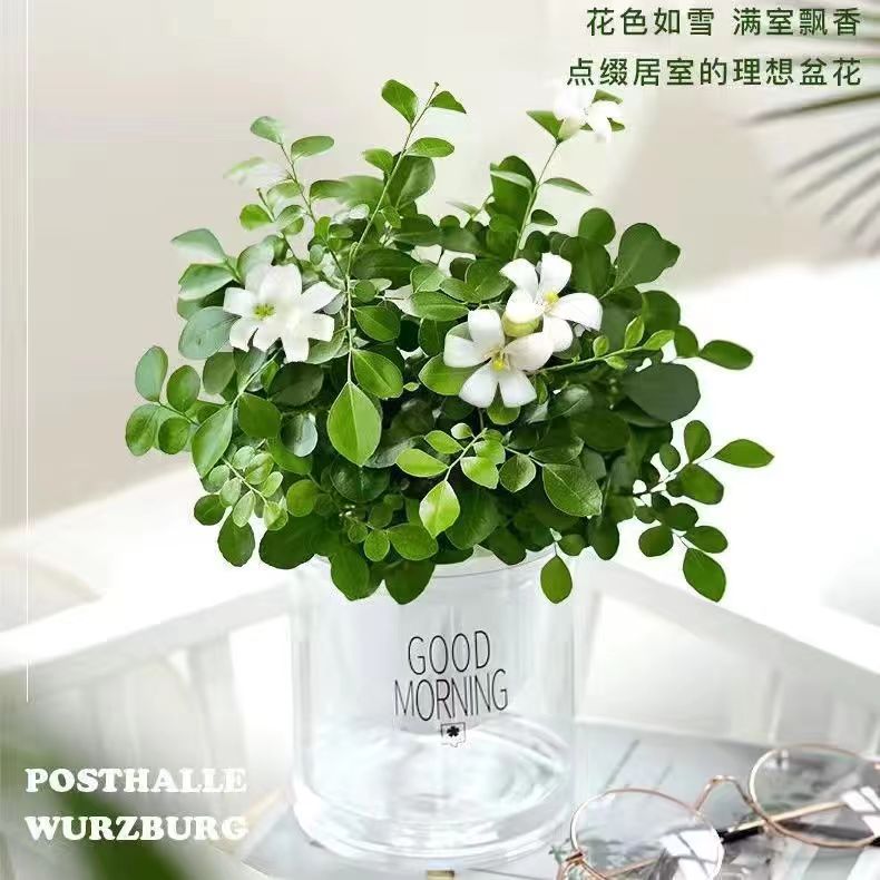 九里香盆栽室内绿植四季开花净化空气桌面花卉驱蚊绿植好养水培