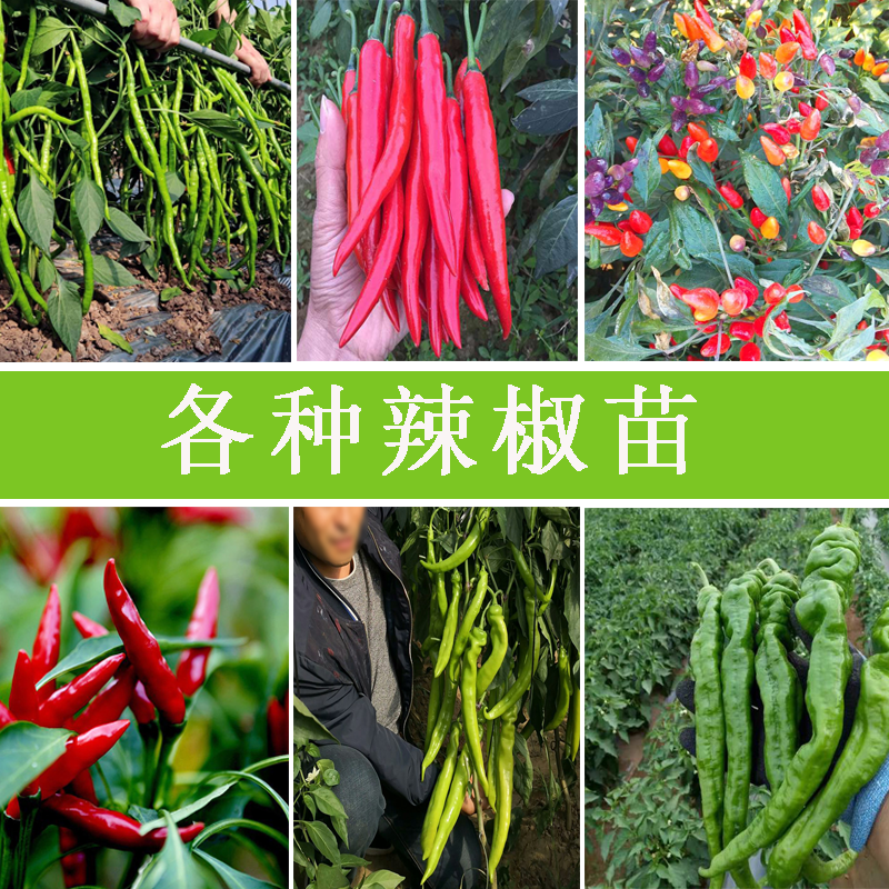 四季辣椒苗阳台盆栽大田种植辣椒苗大全