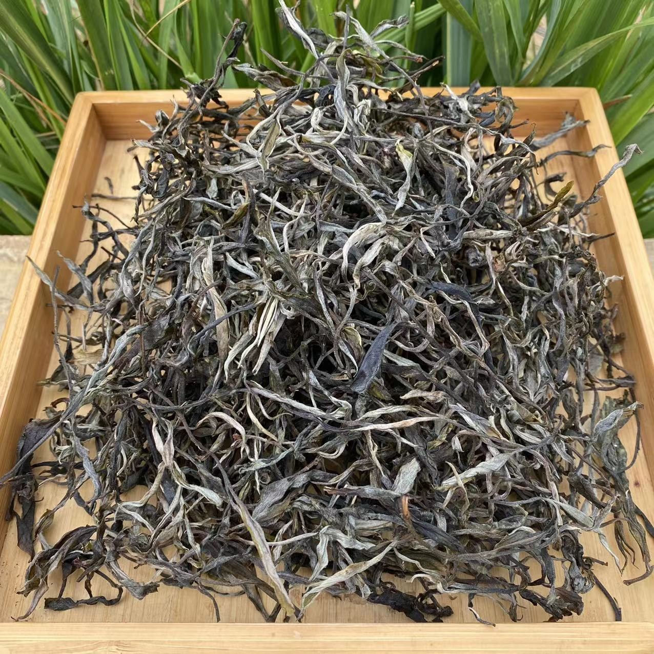 秋布朗古树q1生茶 普洱茶散茶