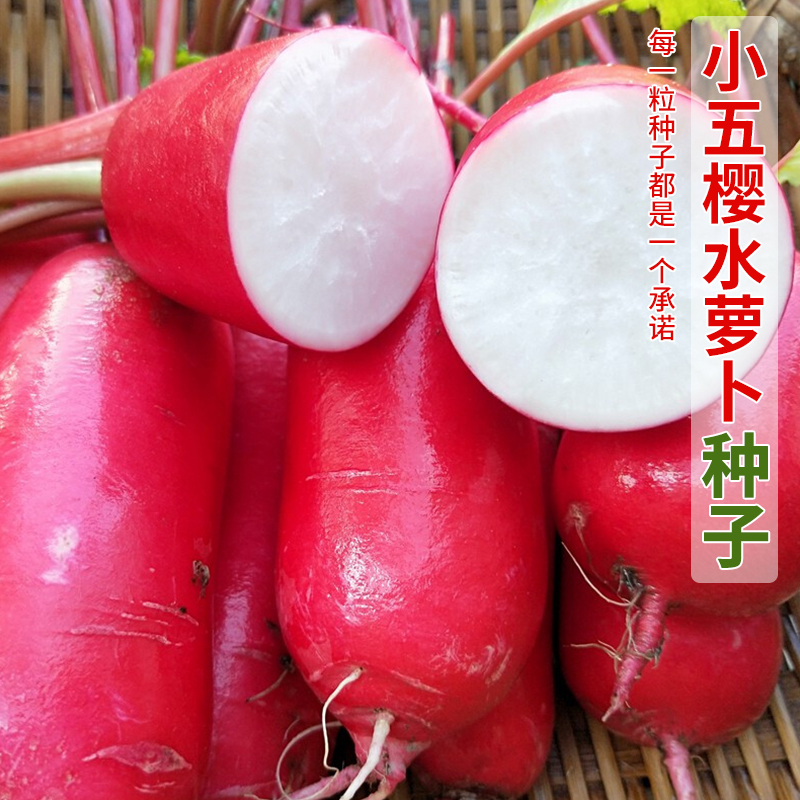 小五樱水萝卜种子红皮白肉水果萝卜籽农家菜园秋四季蔬菜水果种孑