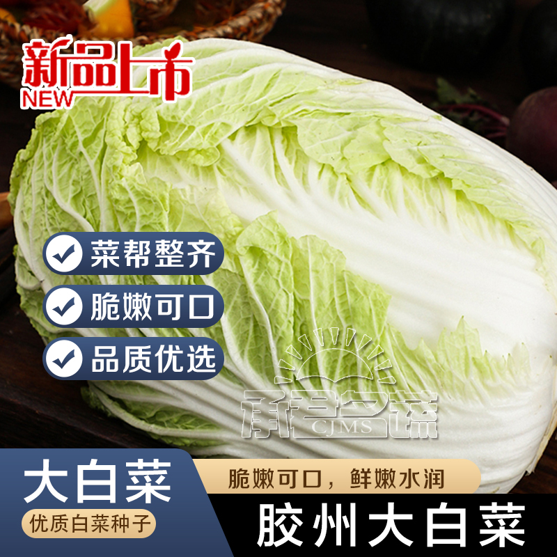 正宗山东胶州大白菜种子种籽孑子夏阳菜籽黄心紫籽种秋季秋宝大全