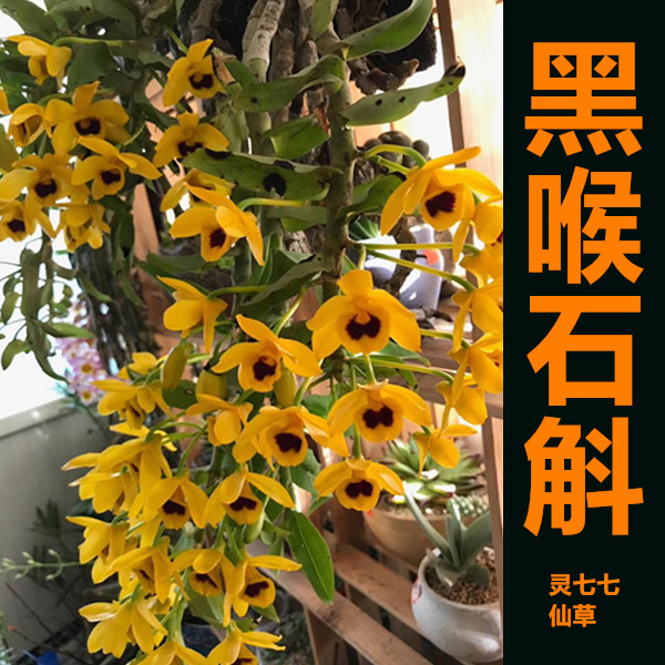 黑喉石斛 花朵浓香稀有石斛 18厘米花盆盆栽一盆包邮