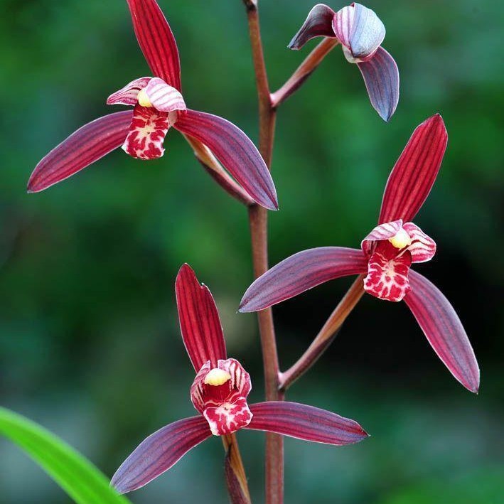 建兰色花高端名品墨宝一苗兰花