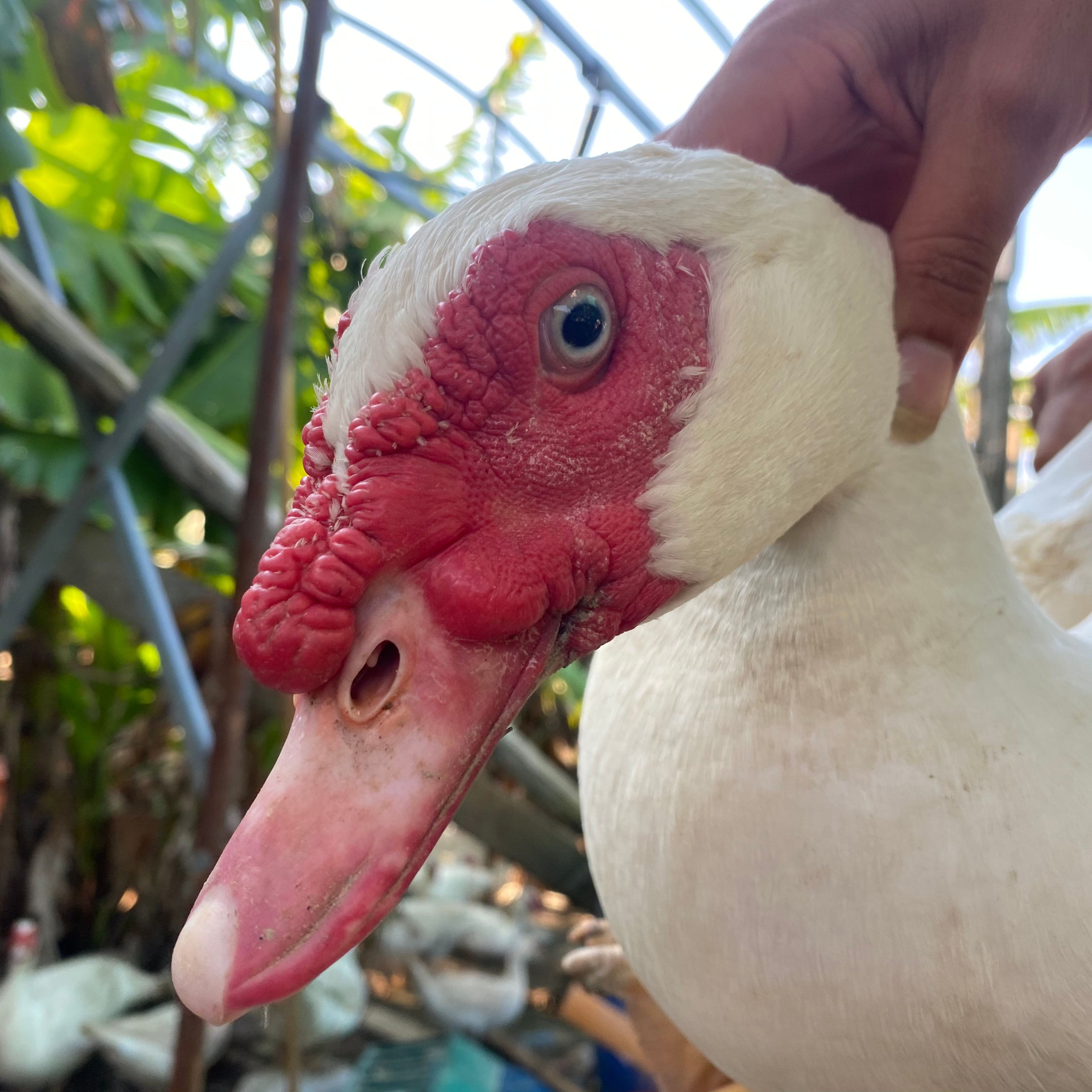 【真棒生鲜】林下散养全番鸭净重2500g