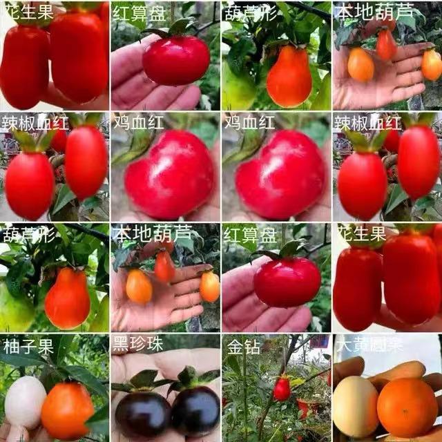 金弹子母桩四季常青绿植700-1000