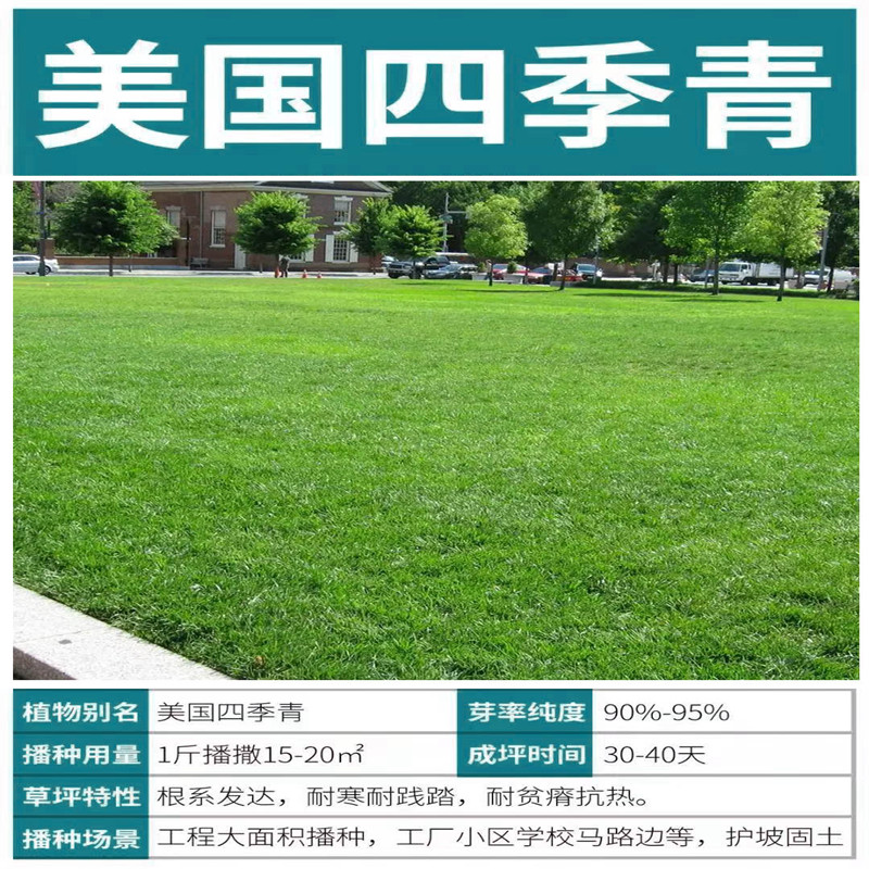 草坪草籽种子四季常青免修剪护坡固土马尼拉地毯草皮种籽绿化耐旱