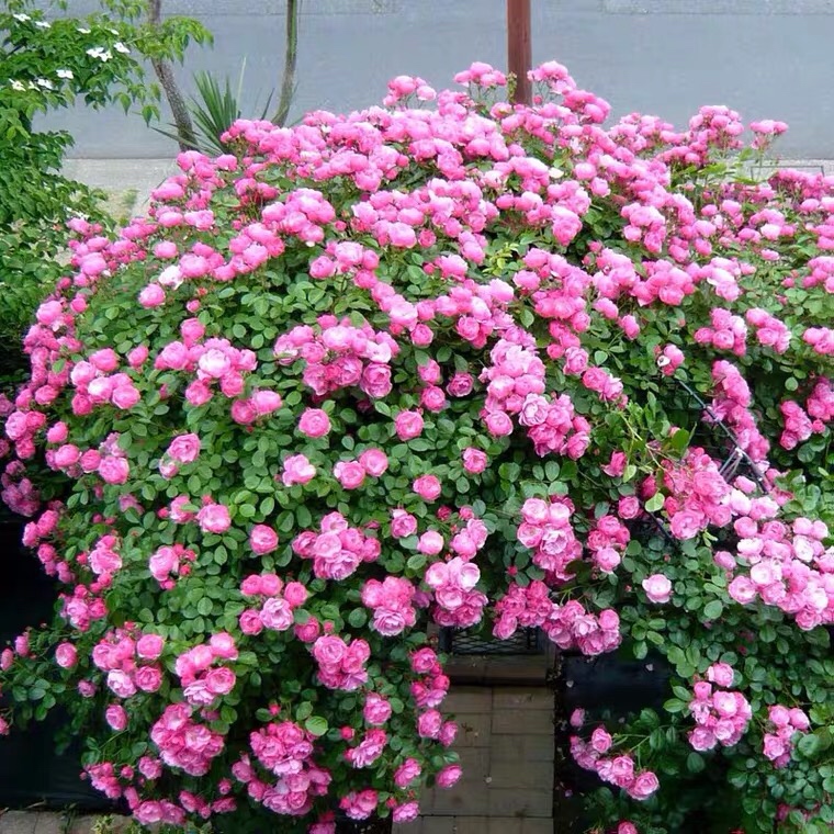 安吉拉大型爬藤月季抗病性好多头丰花大苗