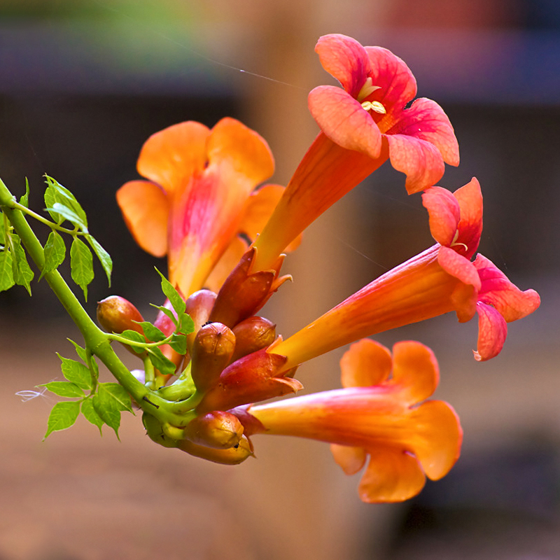 凌霄花苗攀援花卉爬藤植物花期新手扦插红色春季花芽夏季简约栽培