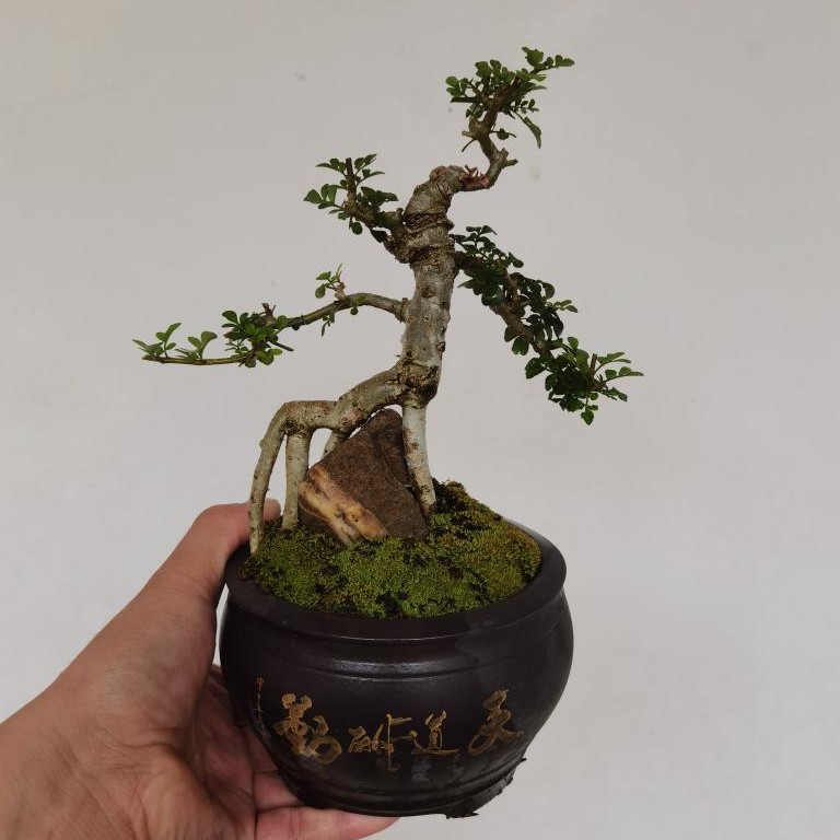 对节白蜡微型盆景掌中宝盆景阳台小品盆景年功盆景（图片仅供参考