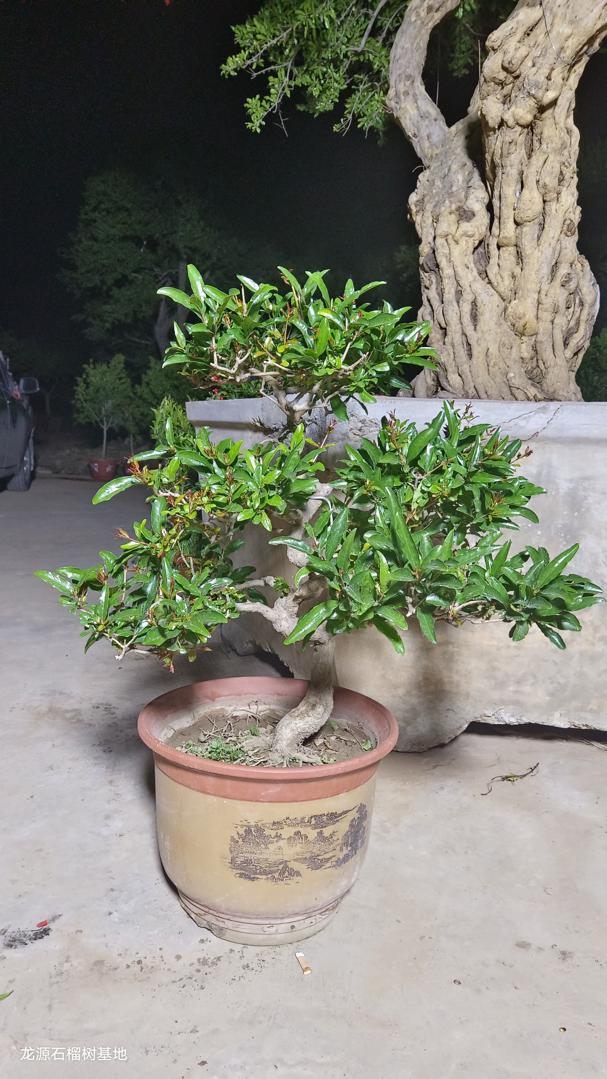 年工石榴盆景 大红袍