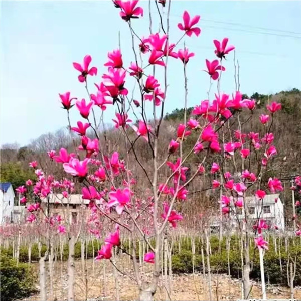 娇红玉兰紫玉兰花黄玉兰白玉兰树苗黄鸟玉兰南北种植玉兰树苗庭院