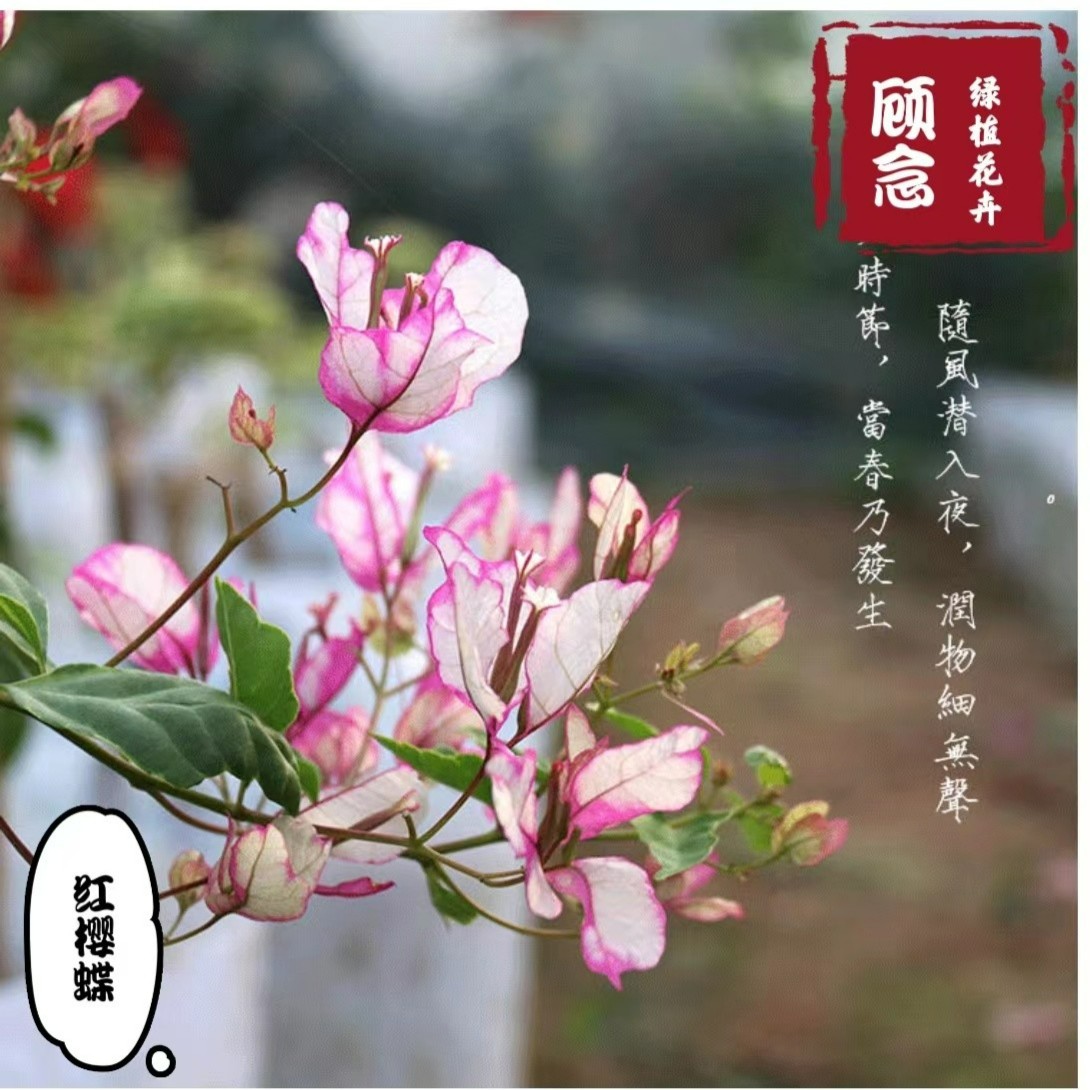 顾念三角梅红樱蝶小苗趣味花卉庭院阳台开花植物