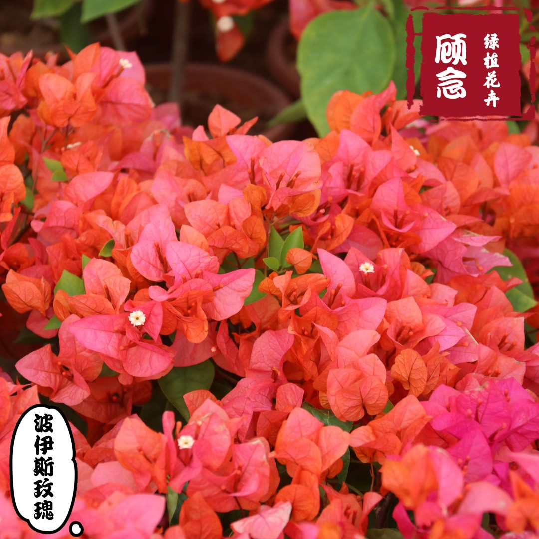 顾念三角梅波伊斯玫瑰小扦插苗趣味创意花卉庭院阳台室内开花植物