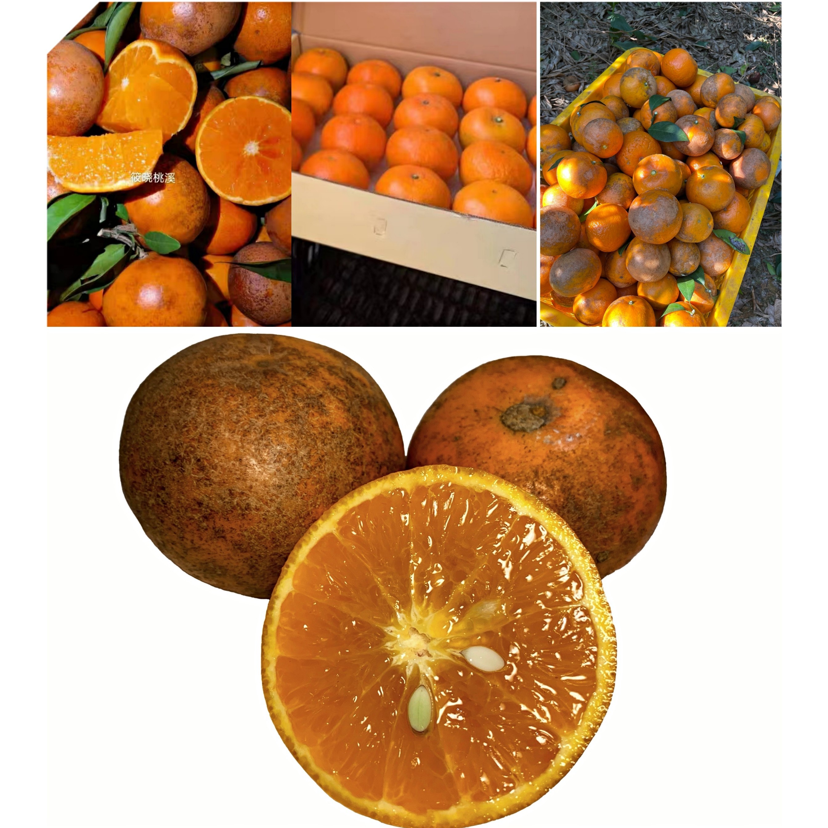 香甜乌柑脏脏柑新鲜广西丑柑花皮爆汁沃柑净重2斤±0.2斤8-12个/箱