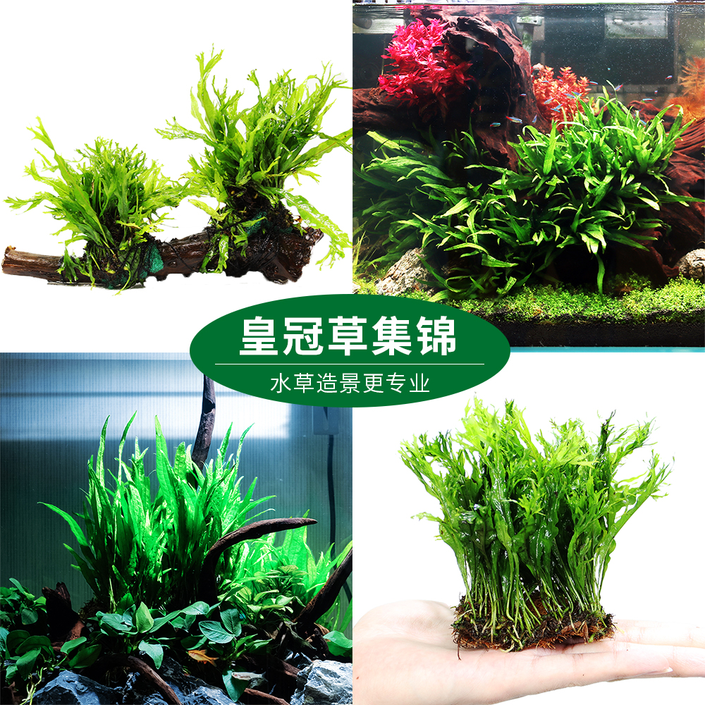 丹麦细叶铁皇冠草中后景草懒人水草鹿角铁带底座水草活体水草造景
