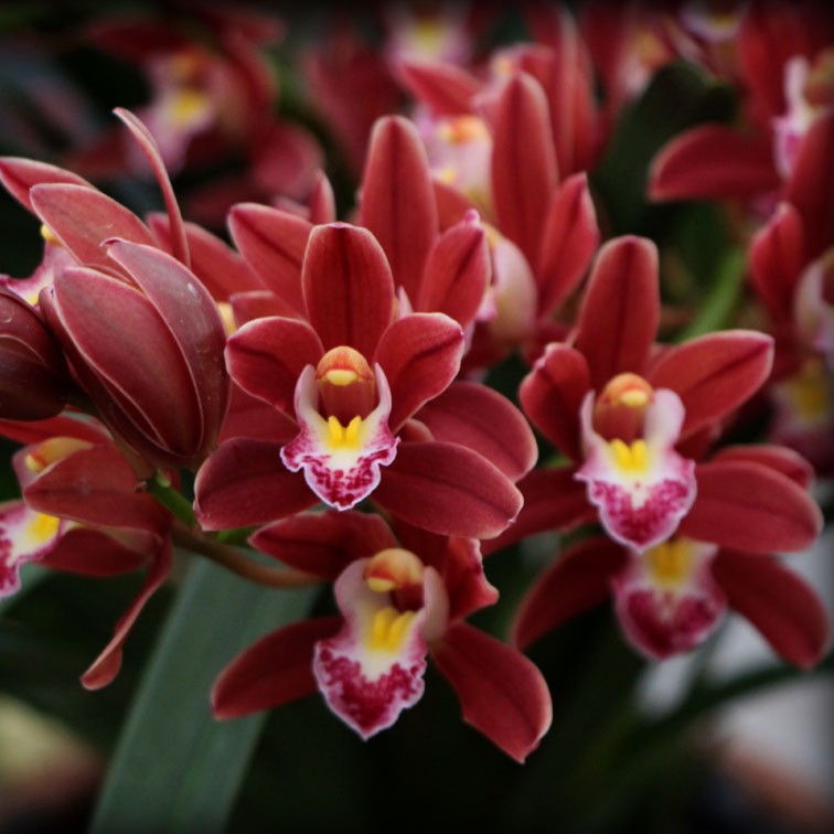 惠兰【红钻石】兰花苗不带花苞浓香兰草室内花卉植物四季盆栽