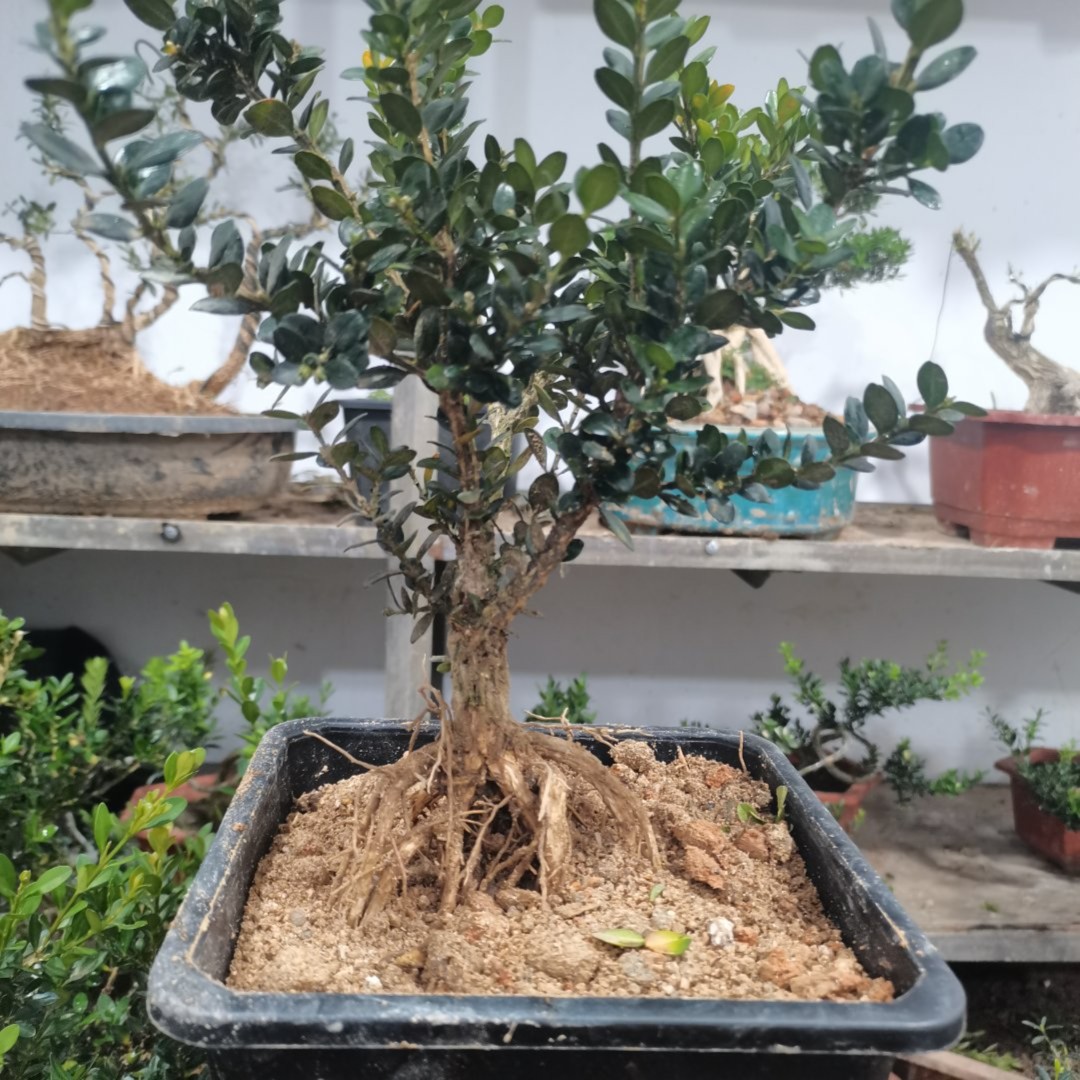 皱皮雀舌黄杨小叶黄杨盆景造型庭院养胎盆栽常青易活