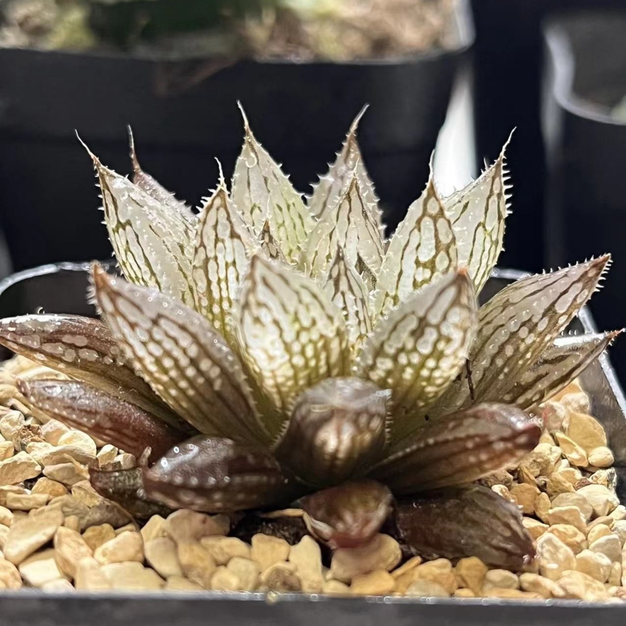 岩兰玉露（满19发货包邮）