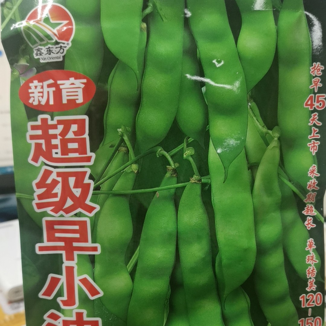 新育超级早小油豆种子