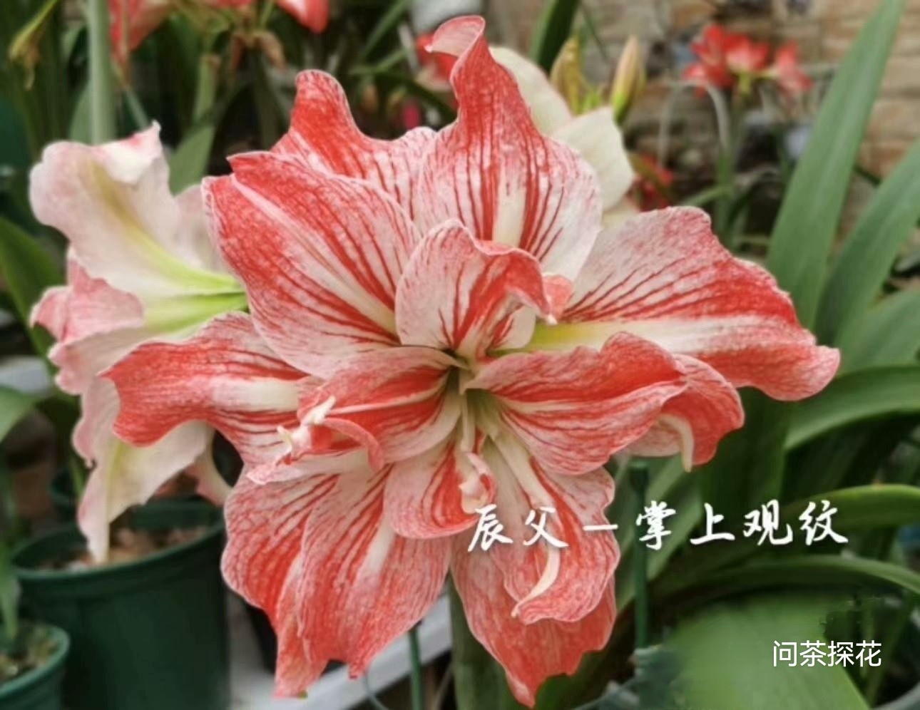 掌上观纹朱顶红，辰父朱大花型2＋有根叶带盆土发货