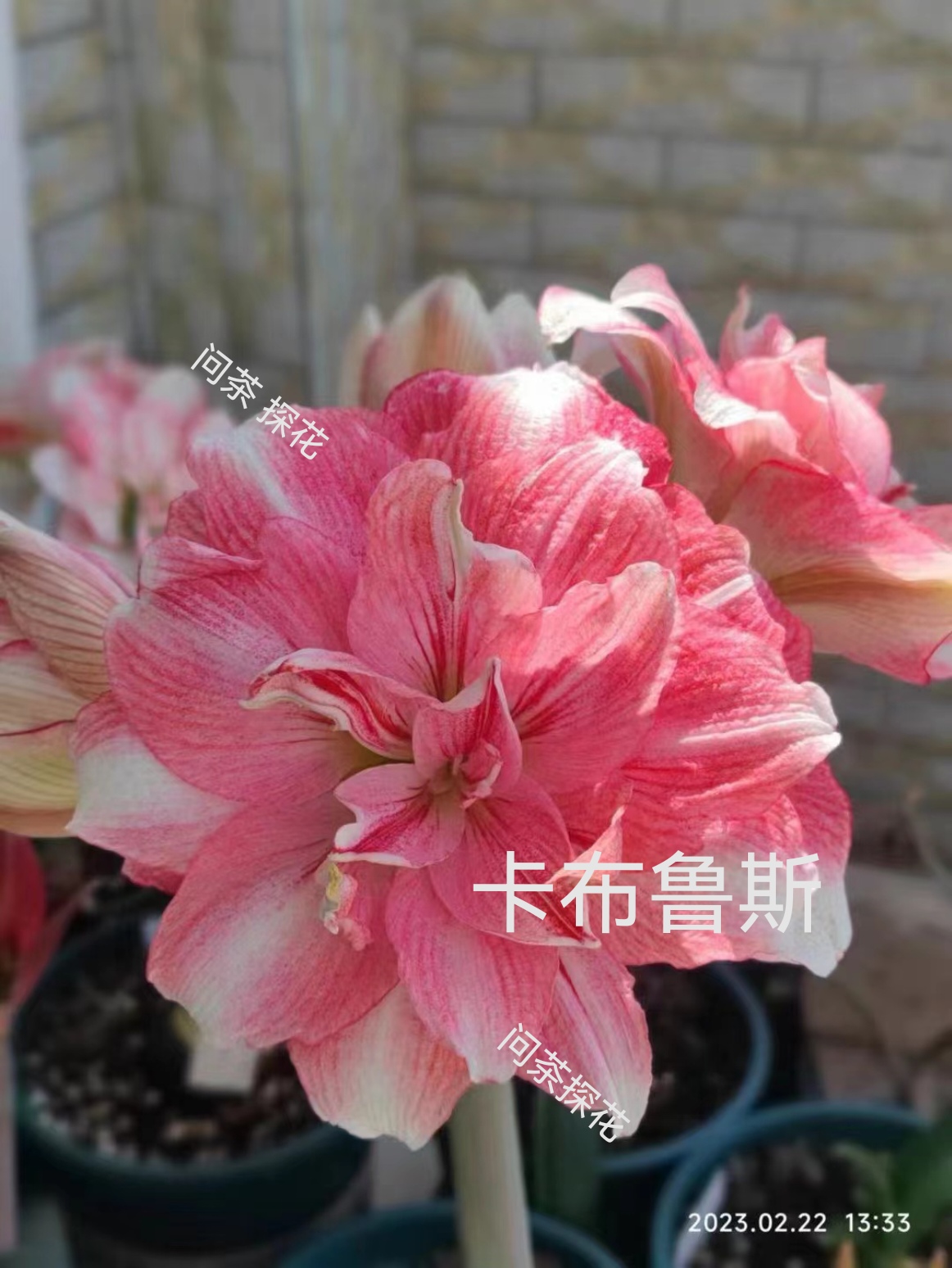 卡布鲁斯朱顶红切球1＋有根叶保湿发货