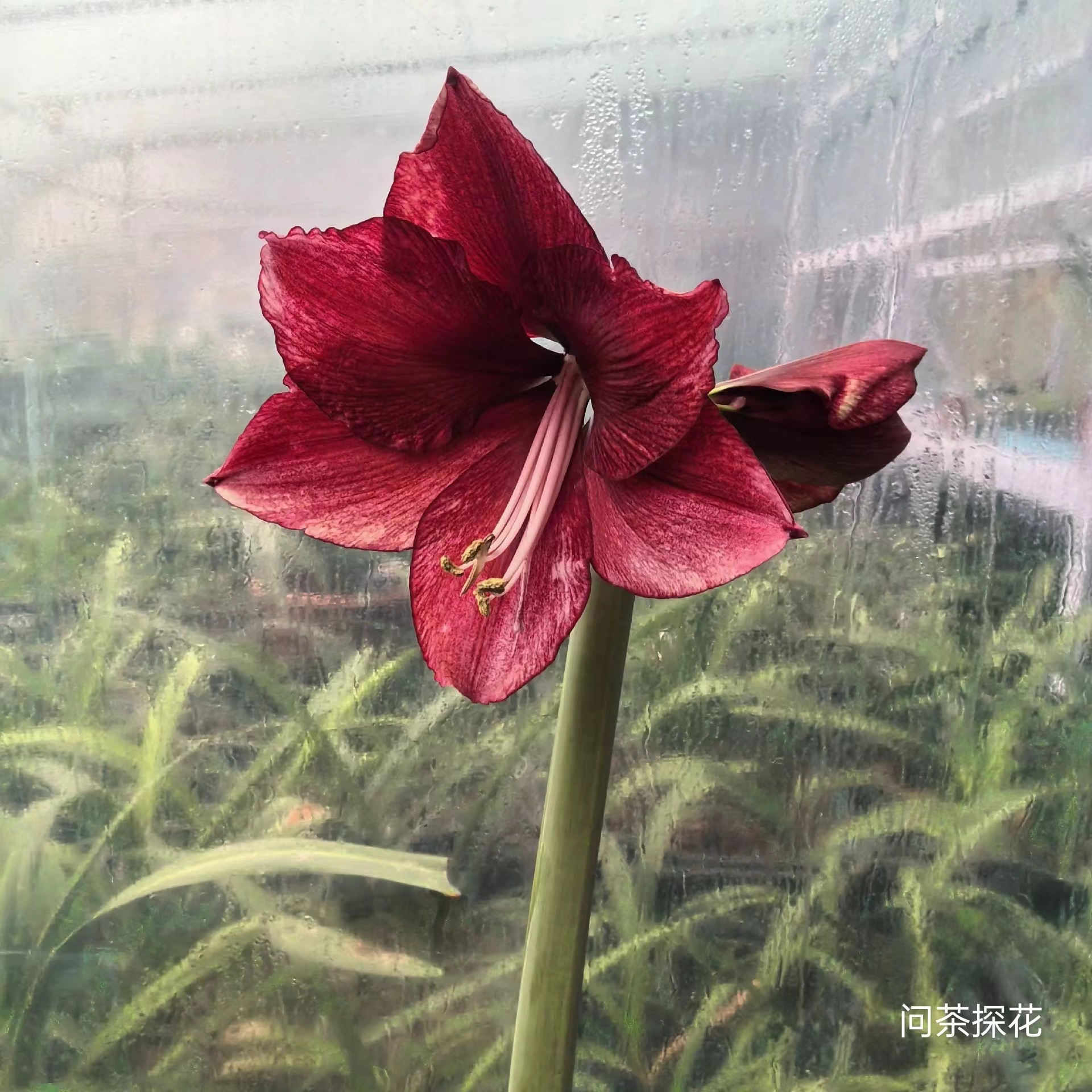 达芙妮朱顶红切球苗苗，1左右，有根叶，保湿发货