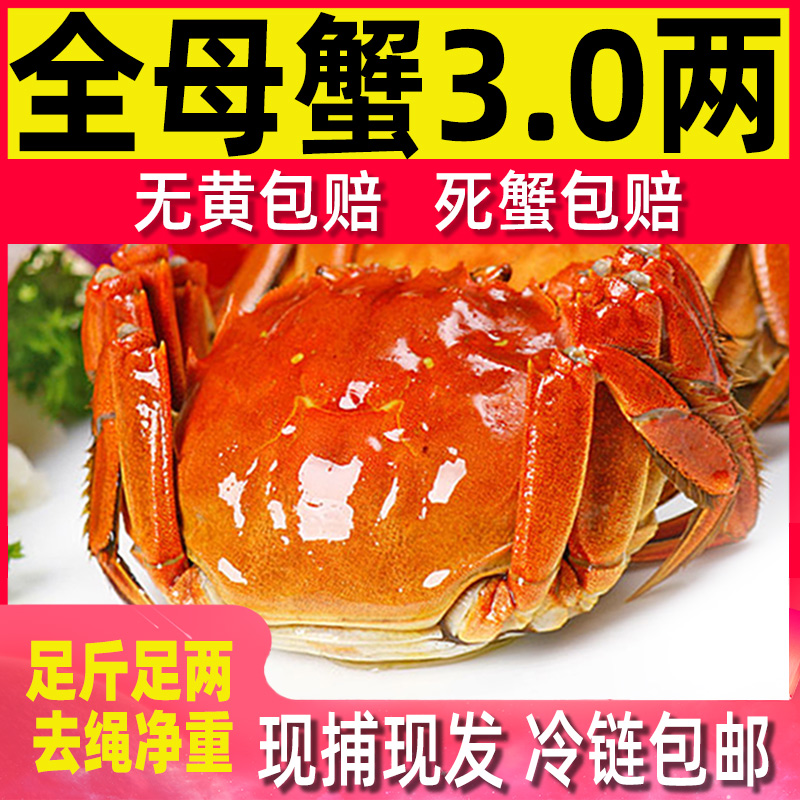 【活蟹】秋丰客全母蟹3.0两苏州精品大闸蟹螃蟹8只送2只 到手10只