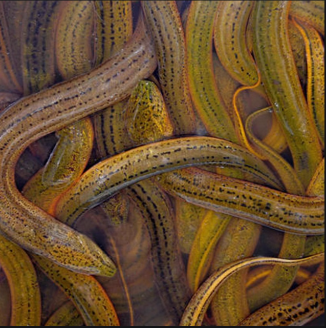 1.4斤特大号野鳝鱼黄鳝鲜活新鲜盘鳝大鳝鱼顺丰包活包邮