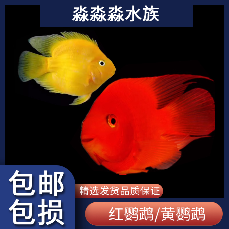 黄鹦鹉热带淡水鱼血红鹦鹉观赏鱼活体中大型配鱼好养招财元宝鱼