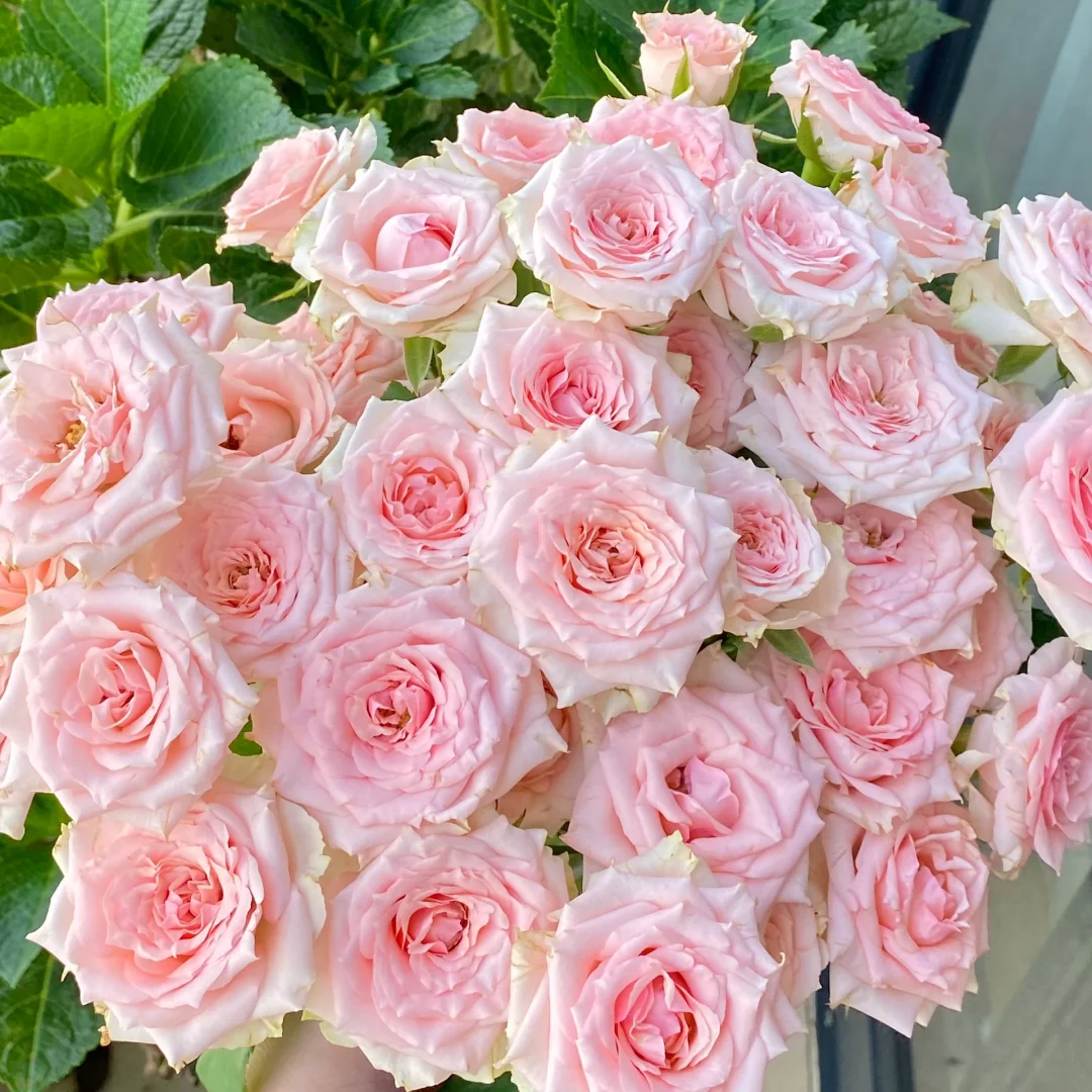 【全疆京东包邮】星悦宝贝多头泡泡玫瑰10枝 