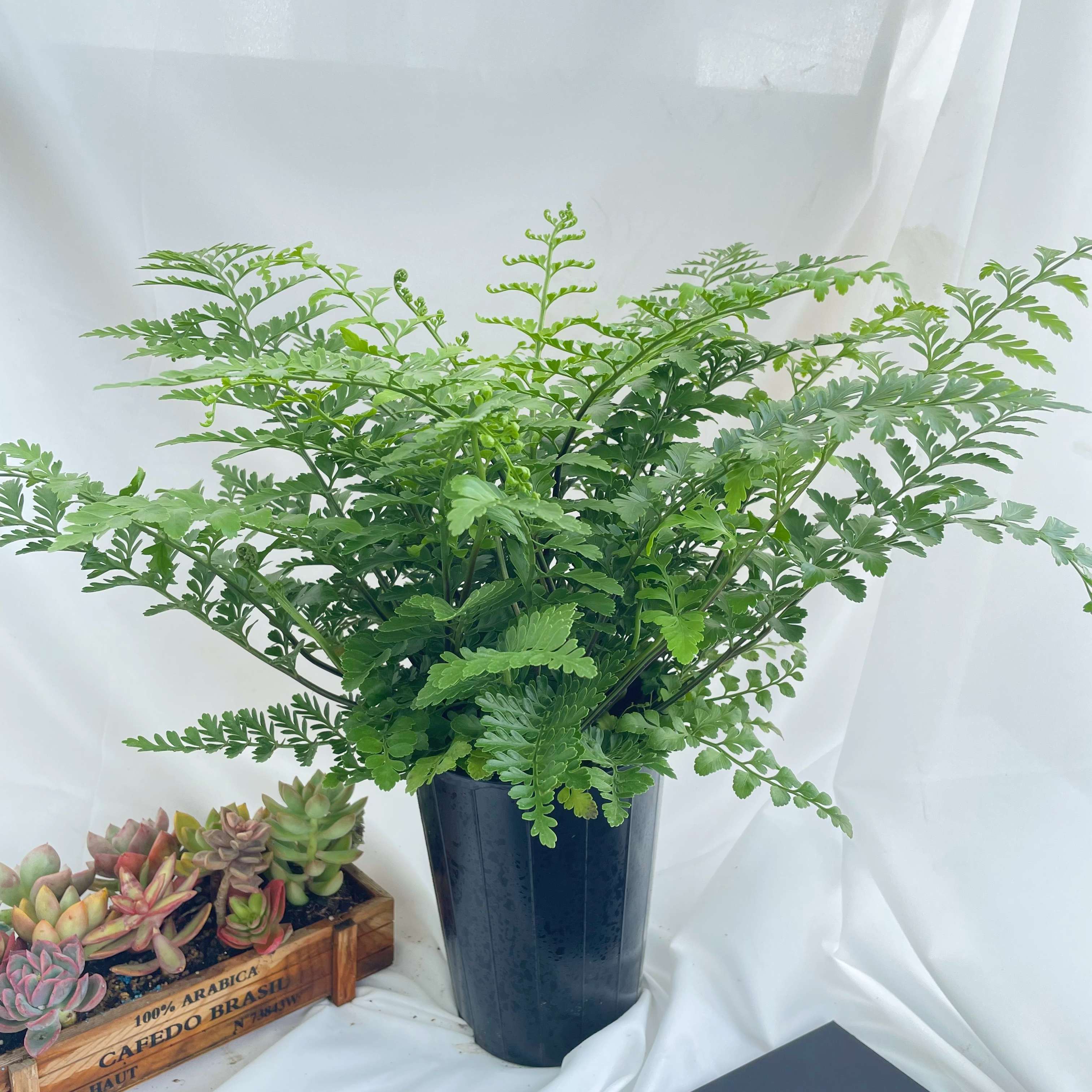 【吉姆蕨】室内绿植鲜活园艺植物好养新手入门发货种植造型季节适合