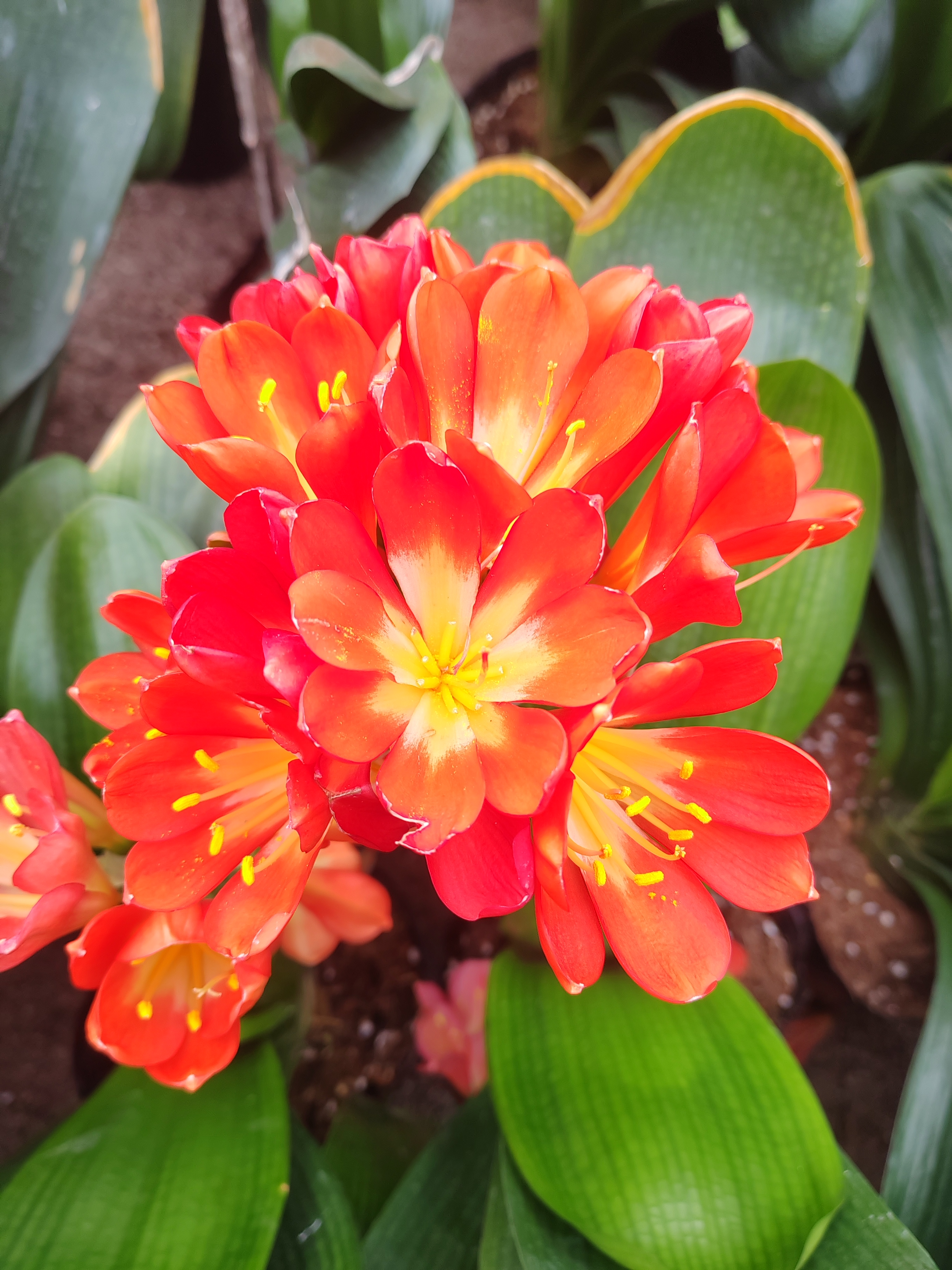 一物一拍君子兰高端大气绿植盆栽客厅冬季开花室内盆栽懒人花绿植