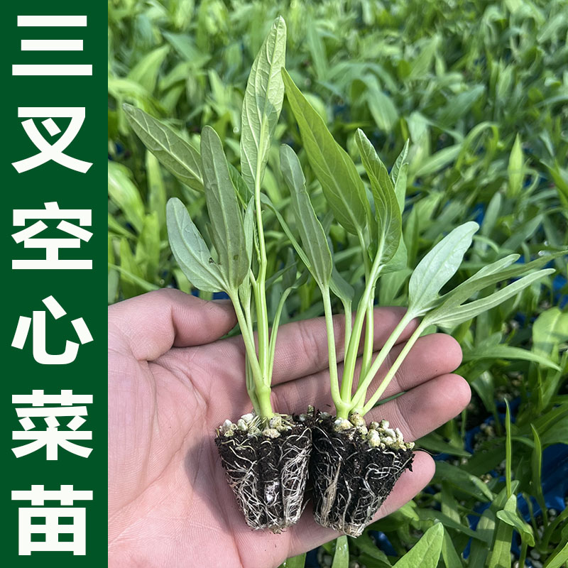 蔬菜三叉空心菜苗寿光育苗带土发货夏天花盆南方种植鲜嫩精选秧苗