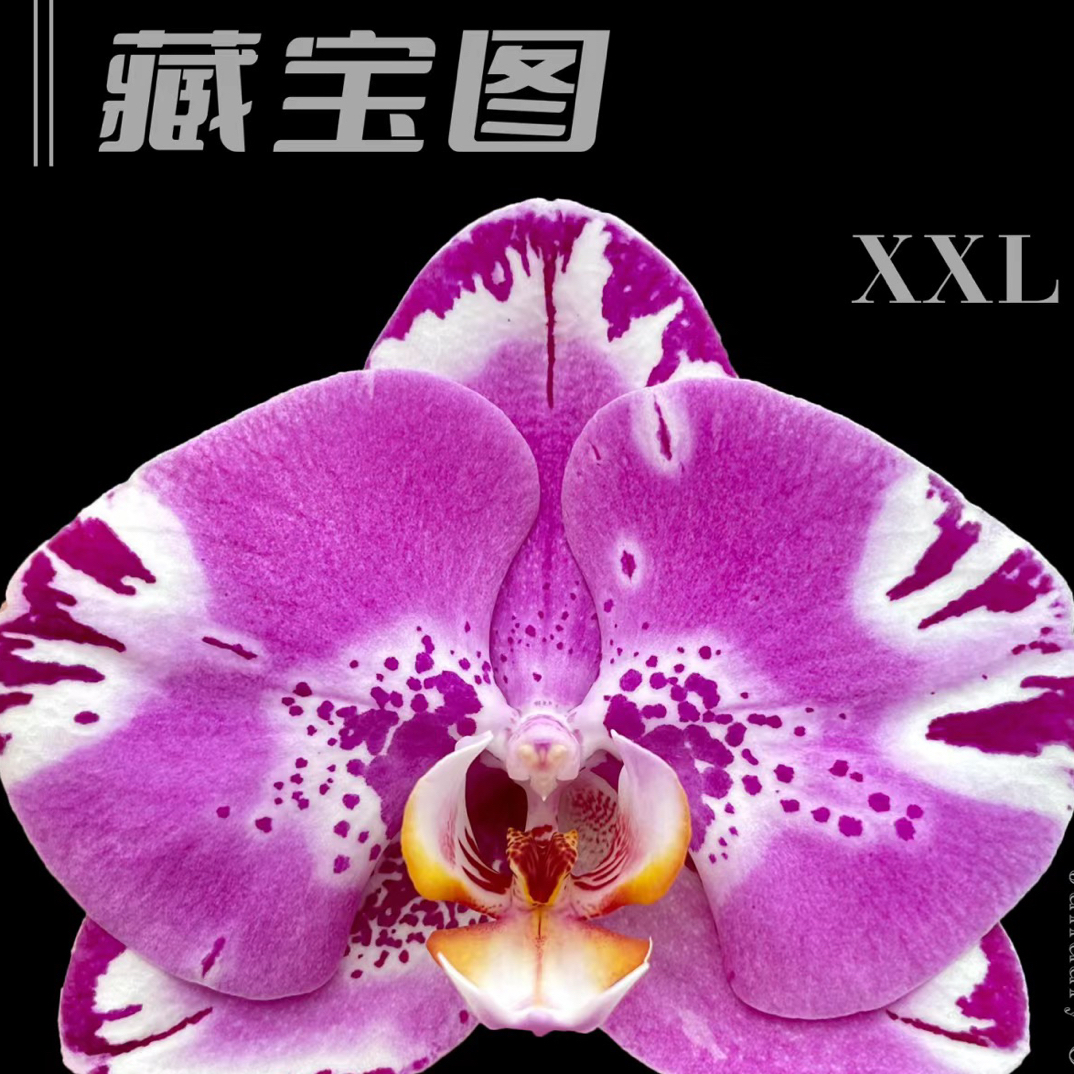蝴蝶兰【藏宝图】2.8寸杯带花剑，没有开花